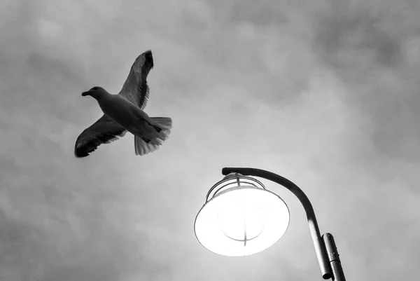 Uzak ışık spot siyah ve beyaz arka plan üzerinde uçan bir yalnız martı. Punta del Este, Uruguay