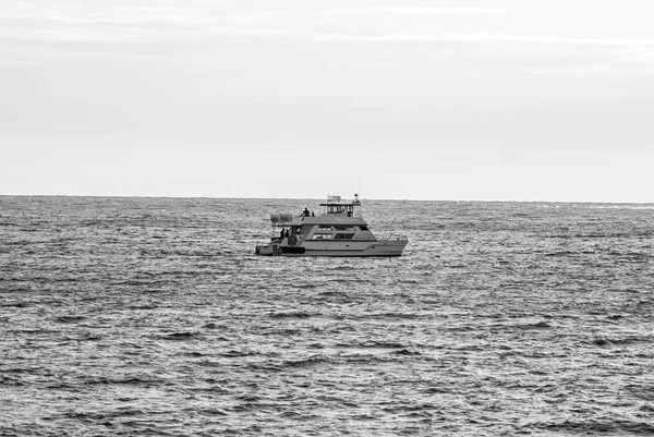 Uzak ışık spot siyah ve beyaz arka plan üzerinde uçan bir yalnız martı. Punta del Este, Uruguay