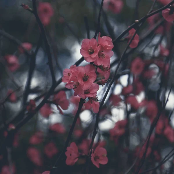Bir ağaçta pembe yaprak çiçekleri, Buenos Aires, Arjantin. Nostaljik ve taze görünüm