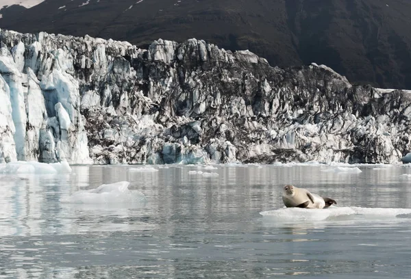 Jokulsarlon, İzlanda arka planda Glacier Lagoon ile buz üzerinde Sevimli büyük mühür