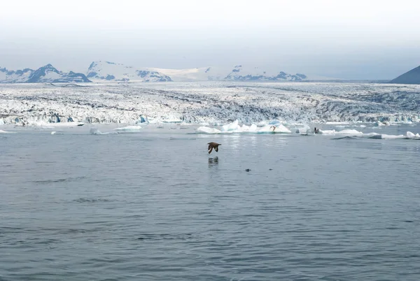 Jokusarlon, İzlanda'da Beautiful Glacier Lagoon'un ortasında uçan kuş 