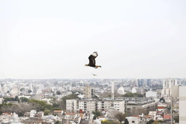 Buenos Aires City binaların üzerinde Uçan Caracara plancus, Arjantin.