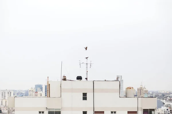 Buenos Aires City, Arjantin'de yüksek bir binanın üzerinde iki uçan Caracaras plancus.