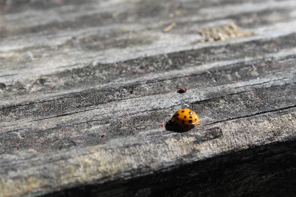 Coccinelle Coccinelle Sur Planche Extérieure Bois — Photo