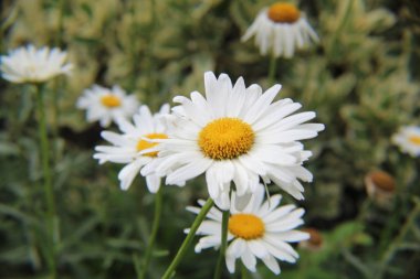 Arka bahçede çiçek açan papatyalar