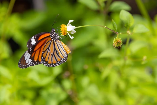 Cerrar Mariposa Tigre Común Margarita Blanca Desenfoque Hoja Verde —  Fotos de Stock