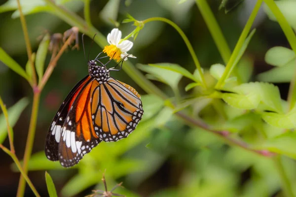 Cerrar Mariposa Tigre Común Margarita Blanca Desenfoque Hoja Verde —  Fotos de Stock