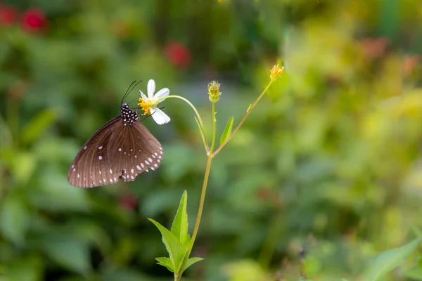 Закрыть Dusky Large Blue Phengaris Nausithous Butterfly White Daisy Blur — стоковое фото