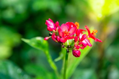 Asclepias curassavica veya kelebek ot, kan çiçek, yaprak yeşil tropikal süt kardeş, Silkweed, sarı ve kırmızı çiçeklerle bulanık.
