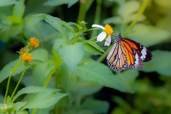 Cerrar Mariposa Tigre Común Margarita Blanca Desenfoque Hoja Verde —  Fotos de Stock