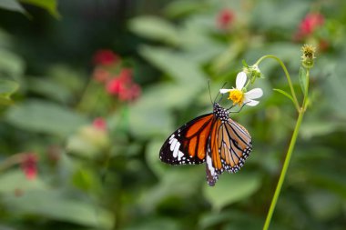 Beyaz papatya ortak kaplan kelebeği yukarıya kapatmak ve yeşil yaprak bulanıklık