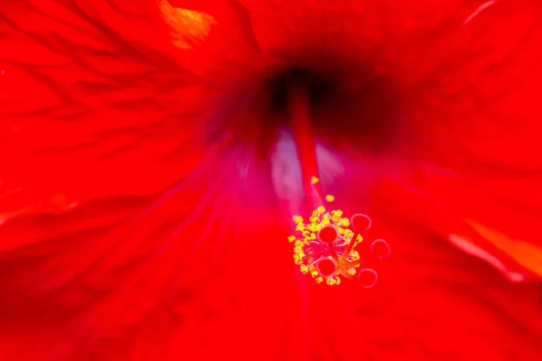 Tekstura Hibicus Czerwony Kwiat Kwiat Tropikalnej Tle Natura — Zdjęcie stockowe