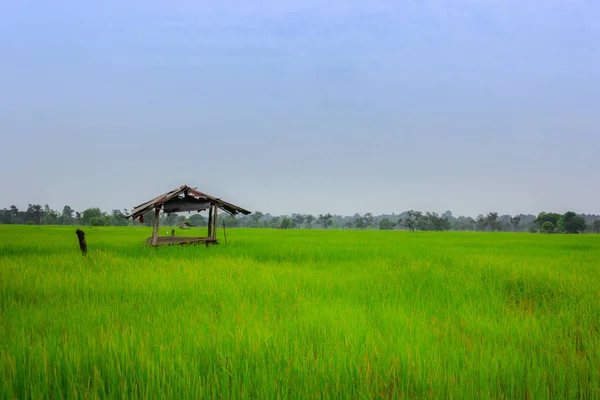 Landscape View Golden Rice Fields Old Cottage Cabin Morning — Stock Photo, Image