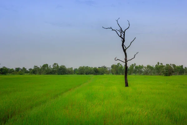 Dead Tree Silhouette Tree Branches Green Rice Fields Morning Thailand — Stock Photo, Image