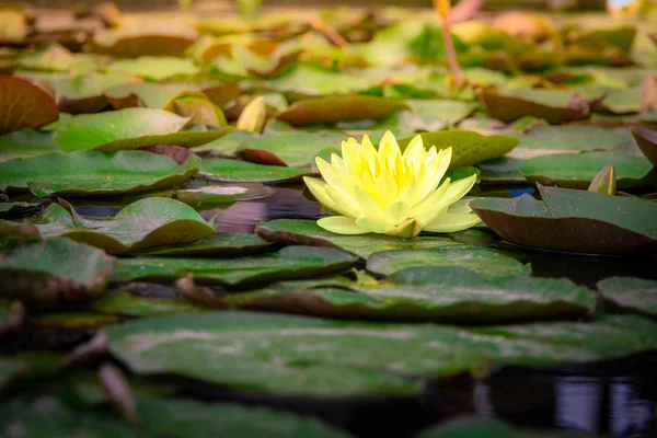 Beautiful blooming yellow lotus with yellow pollen and green leaves floating on pond