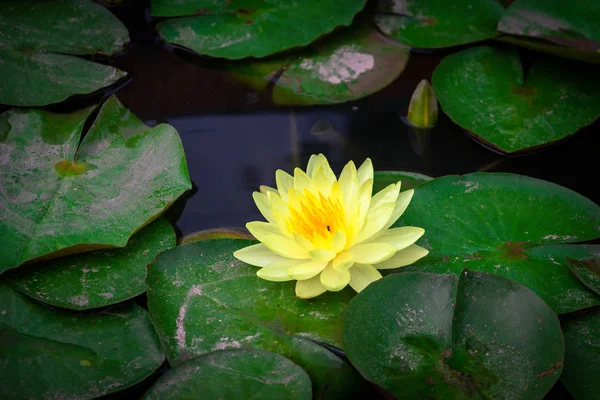 Güzel çiçek sarı lotus sarı polen ve gölet üzerinde yüzen yeşil yaprakları ile