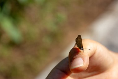 bürümcük kanatlı kelebek yandan ormanın içinde Asya kadın