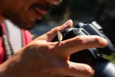 bürümcük kanatlı kelebek yandan sabah fotoğrafçı