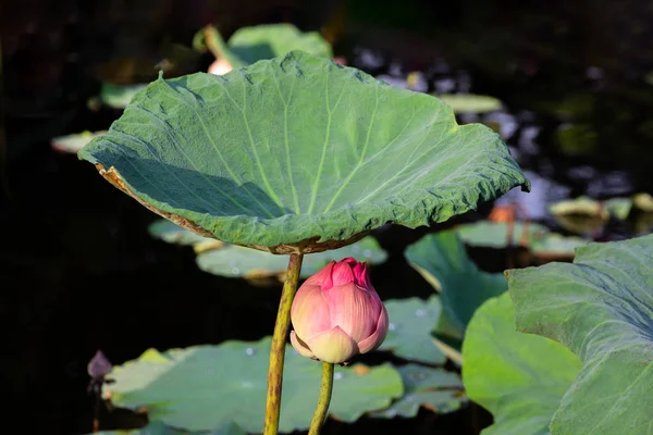 Pembe lotus çiçek ve yaprak lotus gölet arka plan üzerinde koyu tonlu