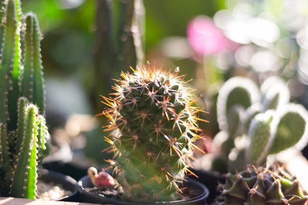 Kaktus Mit Scharfen Dornen Mit Verschwommenem Bokeh Morgen — Stockfoto