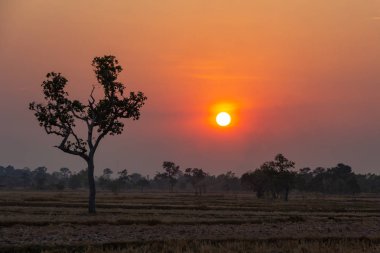 pirinç alan yaz aylarında ile renkli gökyüzü günbatımı sırasında