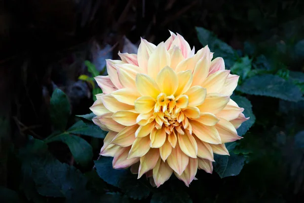 Fechado Rosa Amarelo Fresco Dahlia Flor Contra Fundo Verde Escuro — Fotografia de Stock