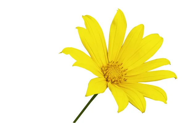 Leopar Bane çiçek çiçek açan, Doronicum austriacum izole kırpma yolu ile beyaz arka plan