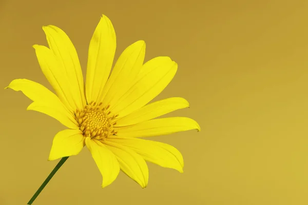 Kwitnący Kwiat Lamparty Bane Doronicum Austriacum Żółtym Tle — Zdjęcie stockowe