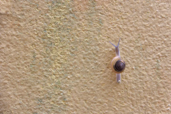 Caracol rastejando ao longo de uma parede amarela — Fotografia de Stock