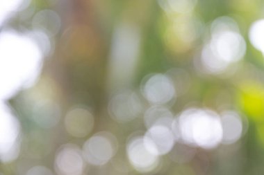 Defocused soyut ağaçta, soyut backg bokeh ışık ışık