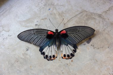 Eski Papilio machaon kelebek veya gri c Swallowtail kelebek