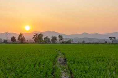 Yeşil pirinç alan su arka planda dağda ile peyzaj