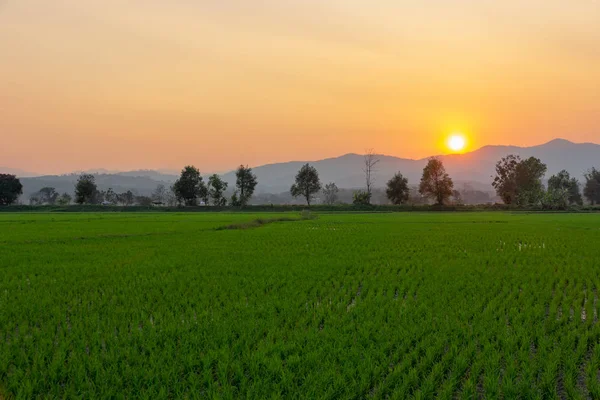 Paisagem do campo de arroz verde com montanha no fundo em su — Fotografia de Stock