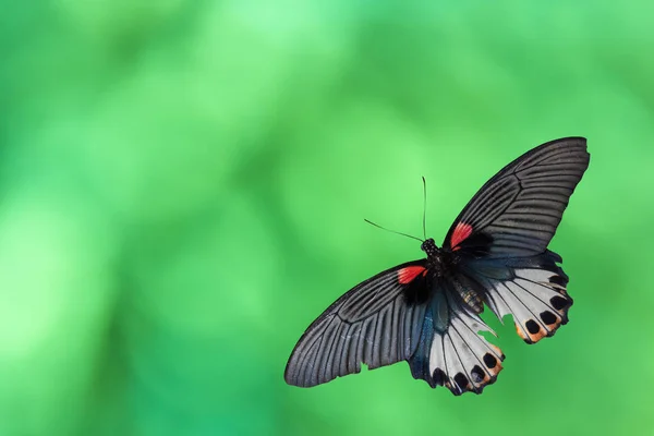 Borboleta Papilio machaon velho ou borboleta Swallowtail na abstra — Fotografia de Stock