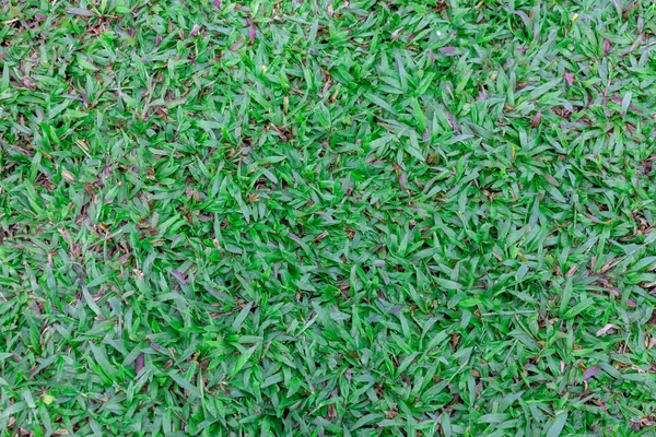 Top View mid-hoog groen gazon textuur. Natuur groen gras in de — Stockfoto