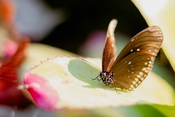 Cerca de mariposa tigre común en hojas en el jardín —  Fotos de Stock