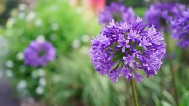 Den Röda Klöver Blommar Vackert Parken — Stockvideo