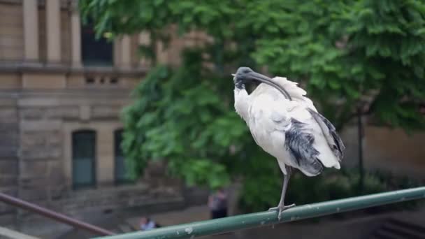 Australian White Ibis Cleaning Himself Town Hall Sydney Australia — 비디오