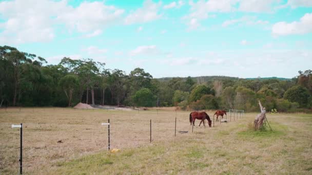 Szare Konie Jedzą Paszę Wzdłuż Ogrodzenia Konie Jedzą Trawę Farmie — Wideo stockowe