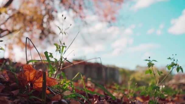 Foglie Vecchio Acero Caddero Terra Autunno Colorato Australia — Video Stock