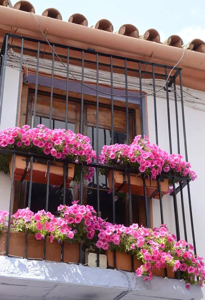 Flores Rosas Sobre Macetas Barro Decorando Una Ventana Casco Antiguo — Foto de Stock