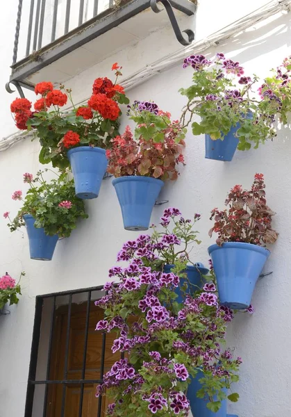 Färgglada Blommor Blå Krukor Dekorera Gatorna Judiska Kvarteren Cordoba Andalusien — Stockfoto