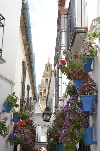 Sight Mosque Bell Tower Alley Flowers Old Town Cordoba Andalusia — Stock Photo, Image