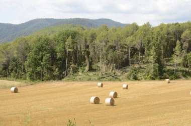 Saman balya Girona, Ctalonia, İspanya harika peyzaj alanları.
