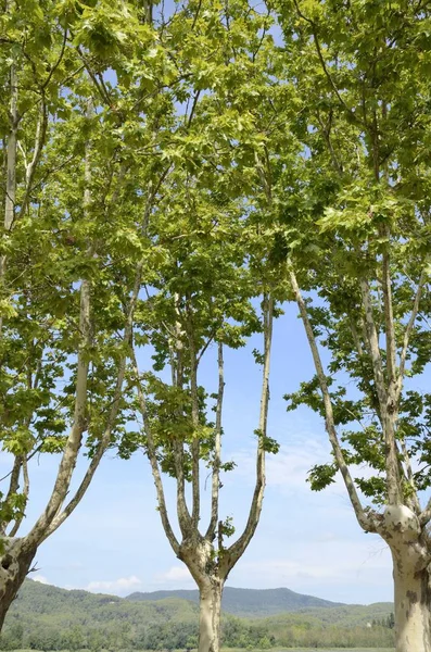 西班牙加泰罗尼亚东北部 Banyoles 湖的树木 — 图库照片