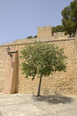 Ağacın Antequera, Endülüs, İspanya Malaga eyaletinde bir şehir içinde taş duvar.