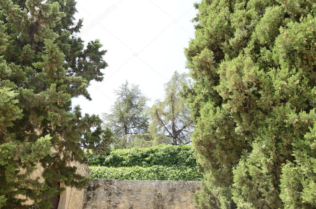 Lush vegetation next to stone wall  in Antequera, a city of the province of Malaga, Andalusia, Spain.