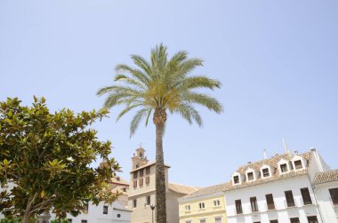 Palmiye ağacı Plaza Antequera, Endülüs, İspanya Malaga eyaletinde bir şehir içinde.
