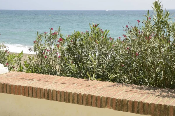 Roze Bloemen Promenade Langs Zee Marbella Andalusië Spanje — Stockfoto