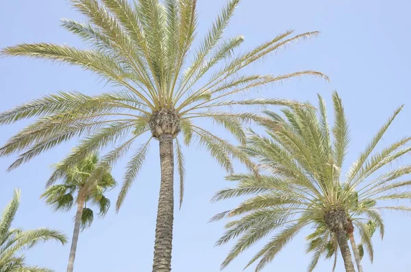 Palmiye Ağaçları Gökyüzüne Beach Promenade Marbella Endülüs Spanya — Stok fotoğraf